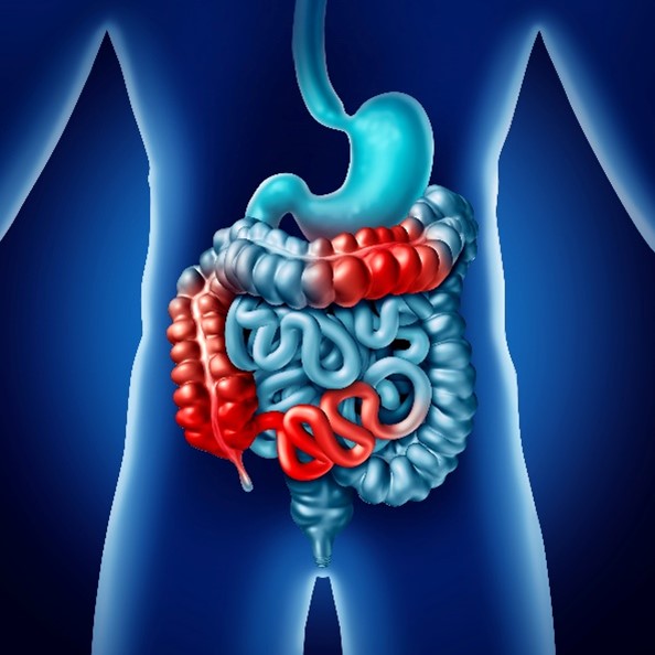 Intestino em 3 dimensões